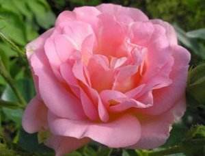 Роза Marie-Victorin