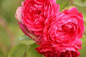 Роза Morden Ruby