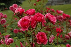 Роза Morden Ruby