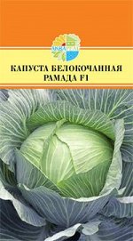 КАПУСТА БЕЛОКОЧАННАЯ РАМАДА F1