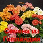 Семена из Голландии-51. В пути