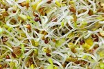 Микс семян для микрозелени Мужская сила 100 гр