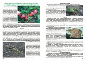 каталог Ежегодно, с 2007 года питомник выпускает иллюстрированный каталог. Каталог даёт возможность внимательно изучить наш ассортимент и выбрать подходящие для Вашего сада растения. В буклете Вы найд