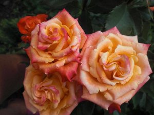 Саженцы морозостойких роз