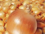 Лук севок Шетана фасовка 500 мл