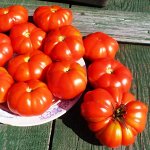 Помидоры — Pomme D’amour — Любовное Яблоко