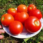 Смоленский