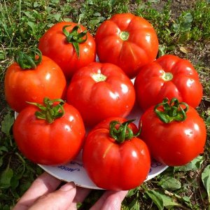 Помидоры – Горский Красный