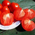 Помидоры — Реликвия из Сочи