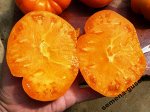 Помидор Крупноплодный — Amana Orange