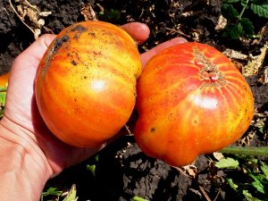 Помидоры Zebra Giant Вi-color — Зебра Гигант
