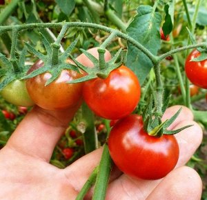 Помидоры — Bing Cherry — Черешня Дикая