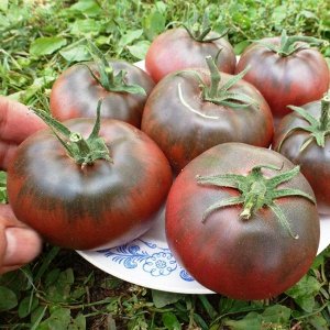 Помидоры Тульский Чёрный — Black from Tula