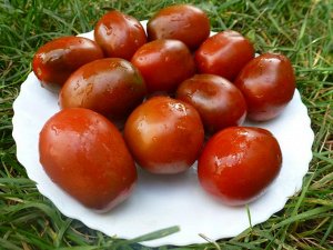 Помидоры Black Plum — Чернослив