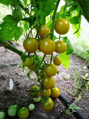 Виноградные Помидоры Green Grape