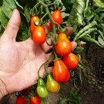 Помидоры Red Pearl – Красный Жемчуг