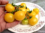 Помидоры Gajo de Melon — Ломтик Дыни