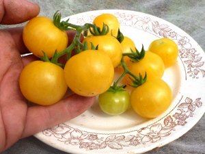 Помидоры Gajo de Melon — Ломтик Дыни