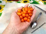 Комната Черри