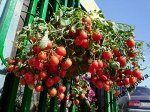 Помидоры для подвесных корзин, ампельные — Garden Pearl