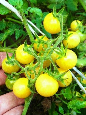 Помидоры Snow White Cherry — Белые Черри