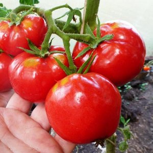 Помидоры Nectarine – Нектарин