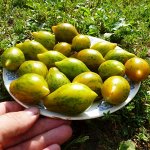 Экзотическая Комната
