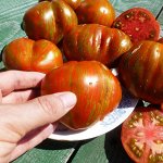 Экзотическая Комната