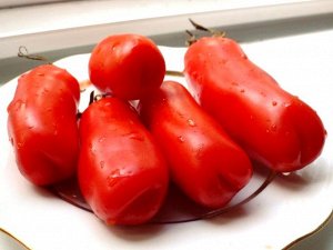 Помидоры — Аурия (Мужские)