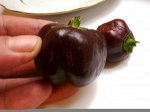Перец Сладкий Mini Bell Сhocolate — Мини Белл Шоколадный