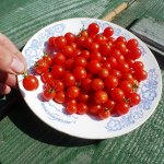 Помидоры — Cherry Cascade — Вишнёвый Водопад