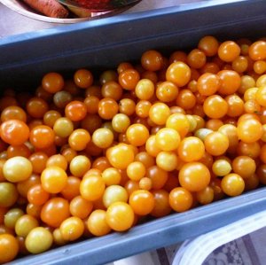 Помидом Помидоры — Tumbling Tom Yellow — Том Акробат Жёлтые
