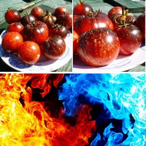 Помидоры — Blue Fire — Огненно-Синий
