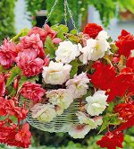 Бегонии ампельные ассорти, шт