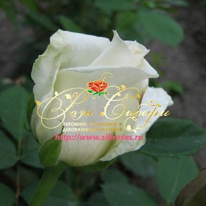 Аваланж Чисто белая, очень крупная, бокаловидная роза. Бокал красивой формы (h 5-6см).  Лист темно-зеленый.Куст высокий, мощный (90-100 см). Устойчив к болезням.Зимостоек.
