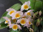 Den.farmeri
