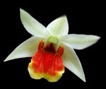 Den.Frosty Dawn