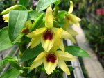 Den.Gold Papillon&#039;Liberty Bell&#039;