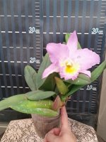 Bc.King Horold × Rlc.Monroe Walk