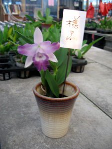 Lc.Cariad's Mini-Quinee'Angel Kiss'