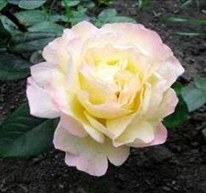 Глория Дей Одна из самых популярных роз в мире. Ее золотисто-желтые цветки с розовым краем в диаметре до 15 см состоят из 45 лепестков. Бутоны махровые, крупные, со слабым ароматом. Листья темно-зелен