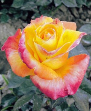 Солидор Цветок очень крупный, красивой формы, жёлтый, с пурпурно красной каймой, бокаловидный (h 6-8см), махровый (до 45лепестков) с нежным запахом. Высота куста 60-70см. Лист красно-зеленый.Сорт зимо