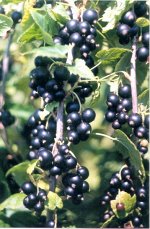 Смородина черная Ядреная