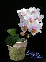 Phal. Liu&#039;s Rainbow