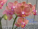 Dtps. Sogo Vieker &#039;EG Orange&#039;