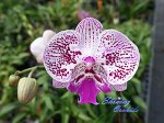 Dtps. (Yupin Fireworks x Chian Xen Mammon)
