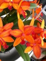 Rth,Shinfong  Jewel &#039;&#039;Red Dragonfly  &#039;&#039;
