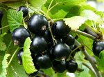 Смородина черная, крупная