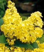Сирень Примроуз (в тубе)
