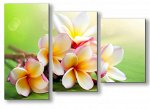 Картина модульная на холсте 90*60 Плюмерия